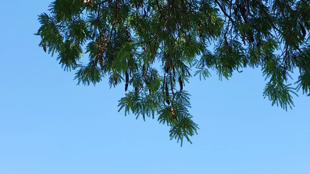 Feather Bush, Fern-Of-The-Desert (Lysiloma Watsonii) — also called Fern-of-the-Desert