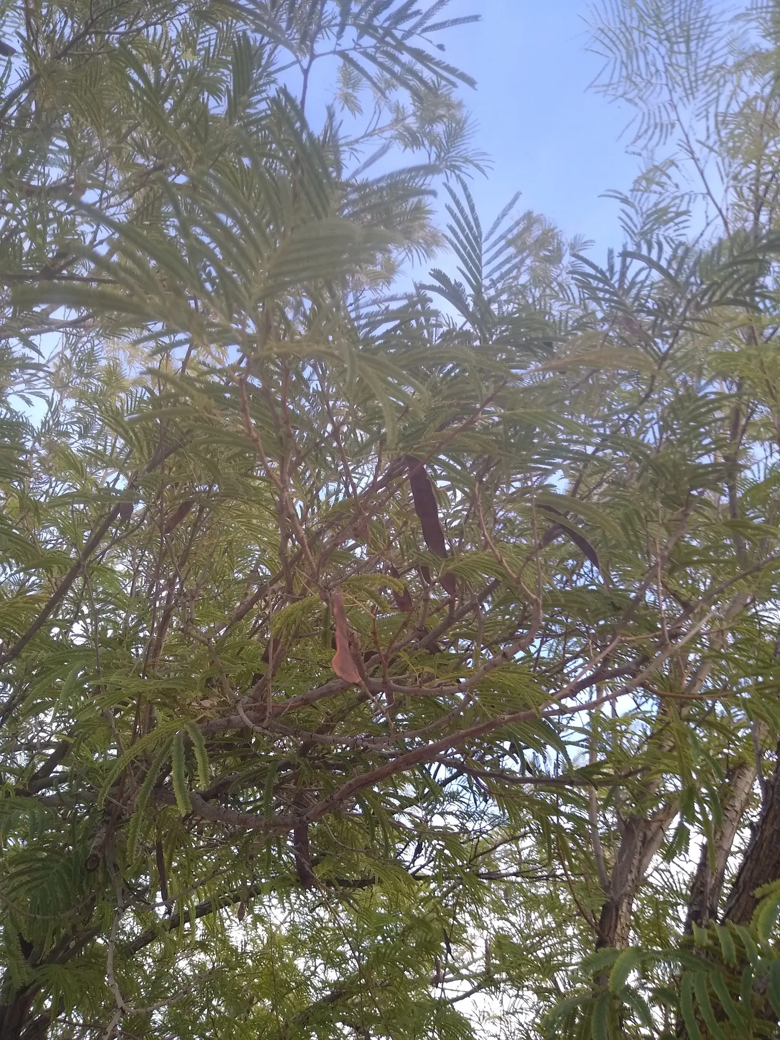Feather Bush, Fern-Of-The-Desert (Lysiloma Watsonii) — Feather Bush (Lysiloma watsonii)