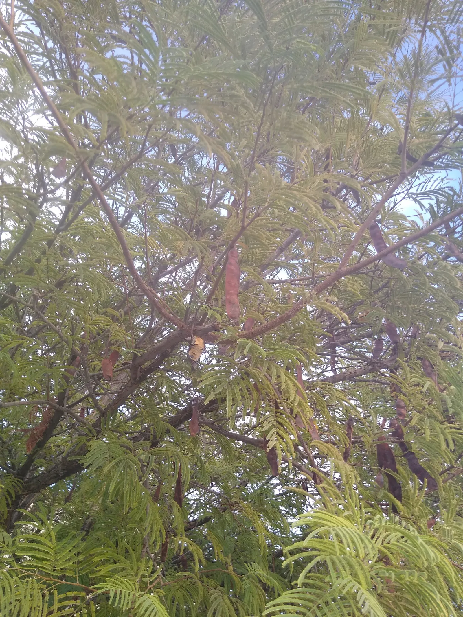 Feather Bush, Fern-Of-The-Desert (Lysiloma Watsonii) — It grows to a height of 15-25 feet with a spread of 15-20 feet, providing light, dappled shade