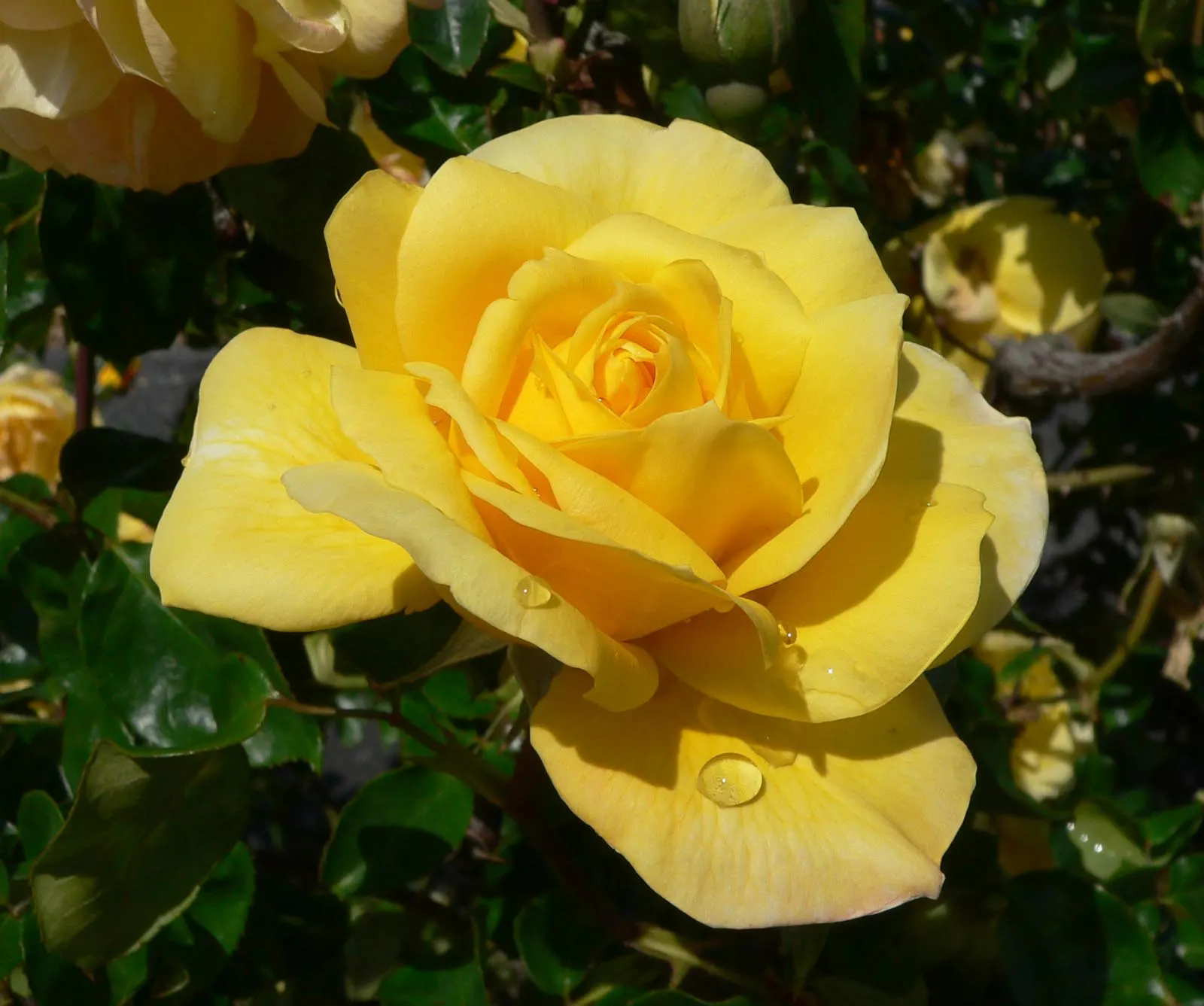 Gold Glow Garden Rose (Rosa 'Gold Glow') — is a radiant and stunning floribunda variety that brings a luminous touch to any landscape design