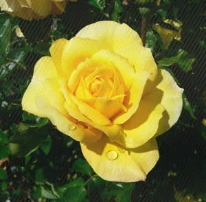 Gold Glow Garden Rose (Rosa 'Gold Glow') — mild fragrance that is sure to captivate.<br><br>This rose cultivar boasts excellent disease resistance