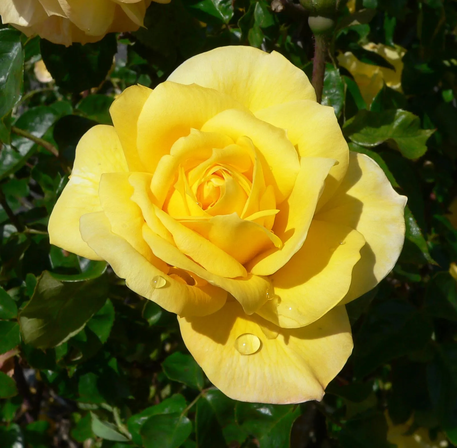 Gold Glow Garden Rose (Rosa 'Gold Glow') — Flowers cluster on sturdy canes reaching up to 4 feet tall and 3 feet wide