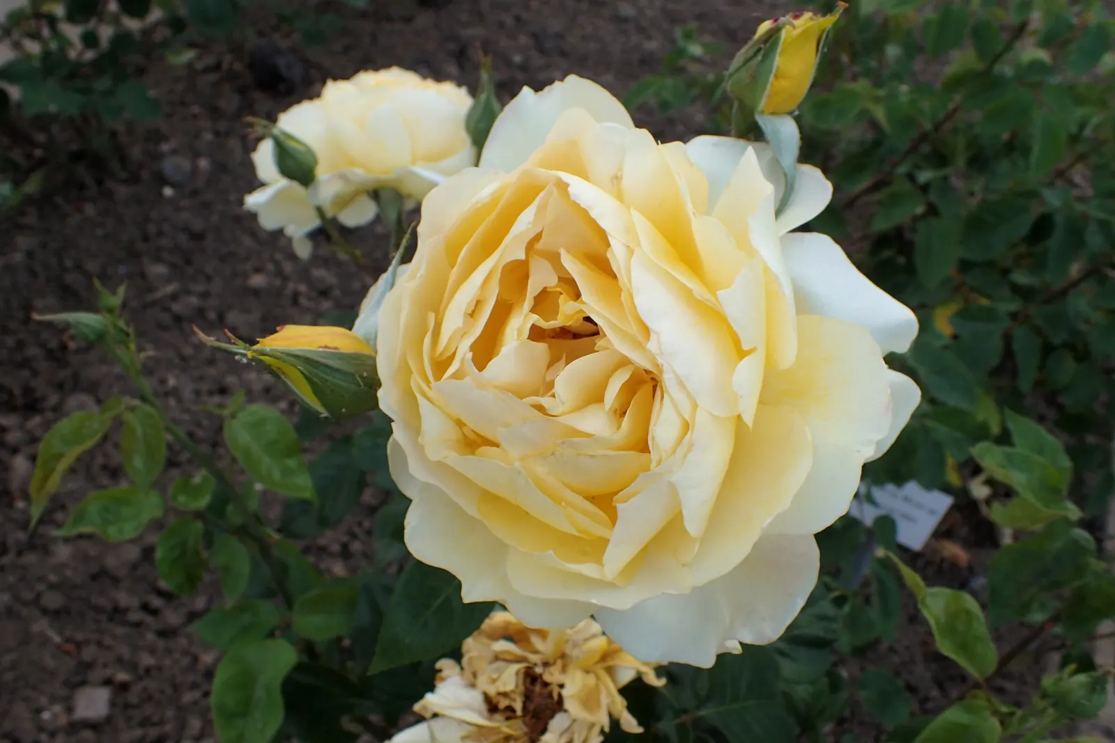 Gold Glow Garden Rose (Rosa 'Gold Glow') — the Gold Glow erupts in a profusion of color from late spring through early fall