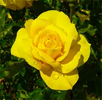 Gold Glow Garden Rose (Rosa 'Gold Glow') — offering a prolonged display from late spring to fall frost