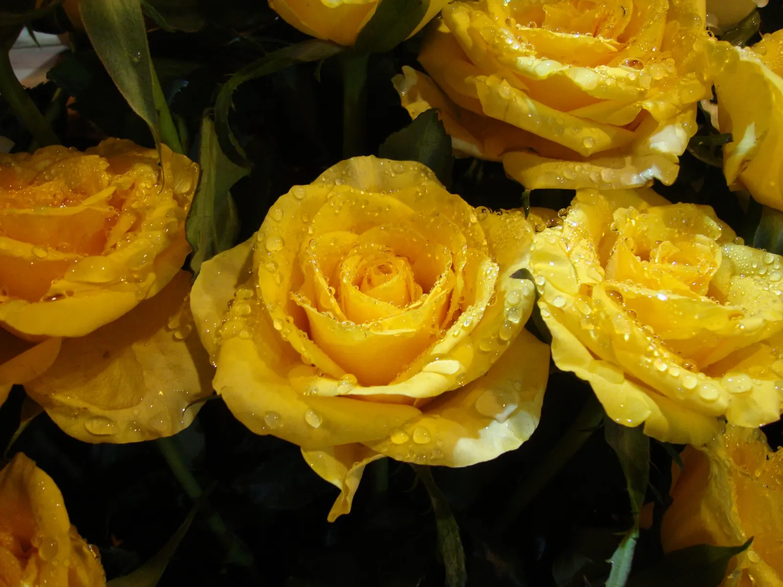 Gold Glow Garden Rose (Rosa 'Gold Glow') — This repeat bloomer flourishes in well-drained soil and full sun exposure