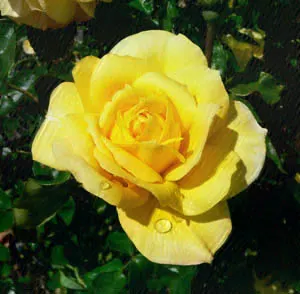 Gold Glow Garden Rose (Rosa 'Gold Glow') — commonly referred to as the Gold Glow Garden Rose