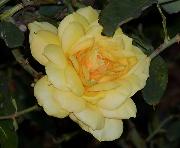 Gold Glow Garden Rose (Rosa 'Gold Glow') — making it a versatile choice for borders