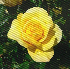 Gold Glow Garden Rose (Rosa 'Gold Glow') — The Rosa 'Gold Glow' is an enchanting floribunda rose, celebrated for its vibrant, golden-yellow blooms