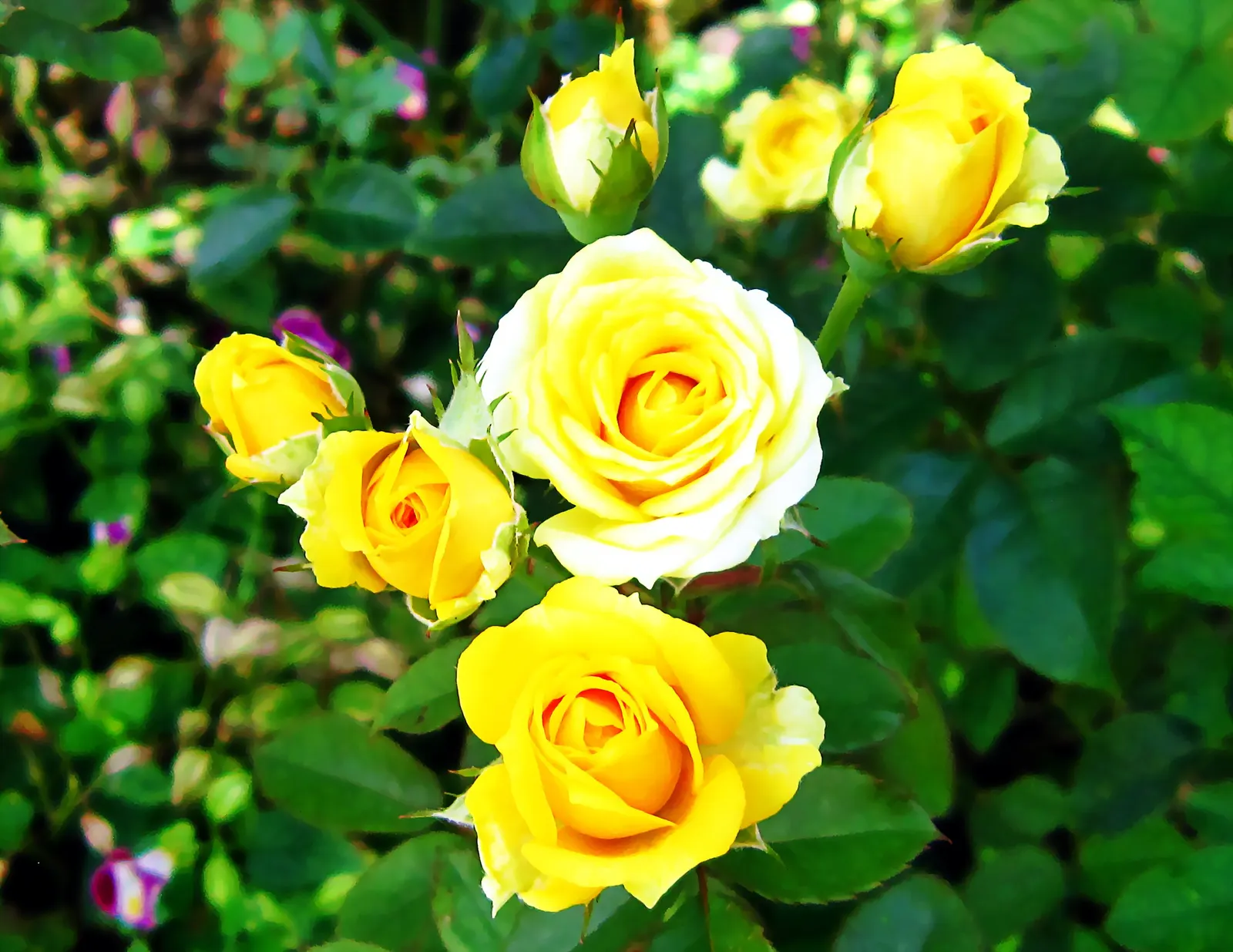 Gold Glow Garden Rose (Rosa 'Gold Glow') — A versatile shrub, it is ideal for borders, hedges, or as a standout specimen in any garden design