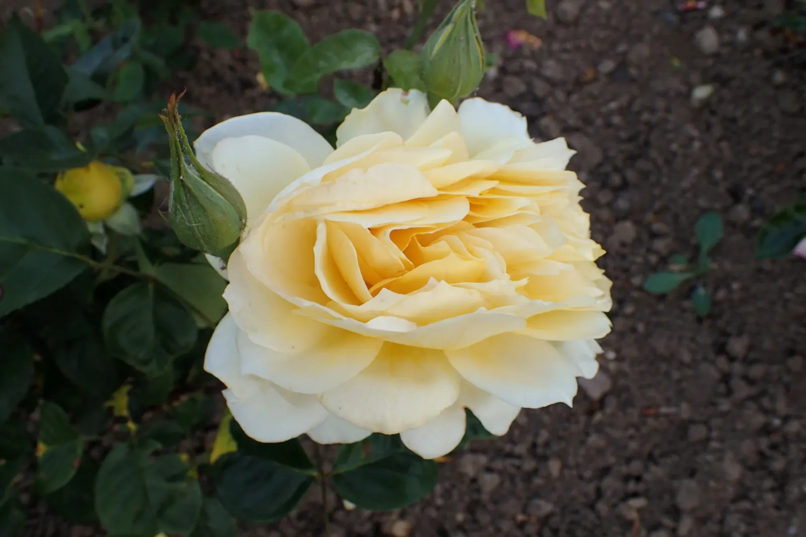 Gold Glow Garden Rose (Rosa 'Gold Glow') — providing consistent visual interest throughout the growing season