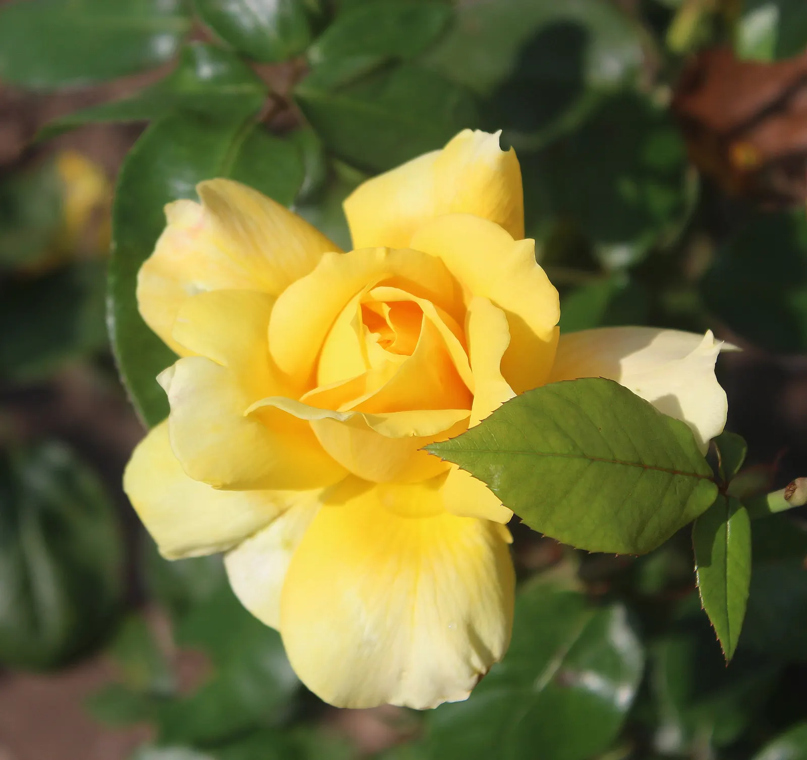 Gold Glow Garden Rose (Rosa 'Gold Glow') — or as a focal plant in residential gardens.<br><br>Adorned with lustrous
