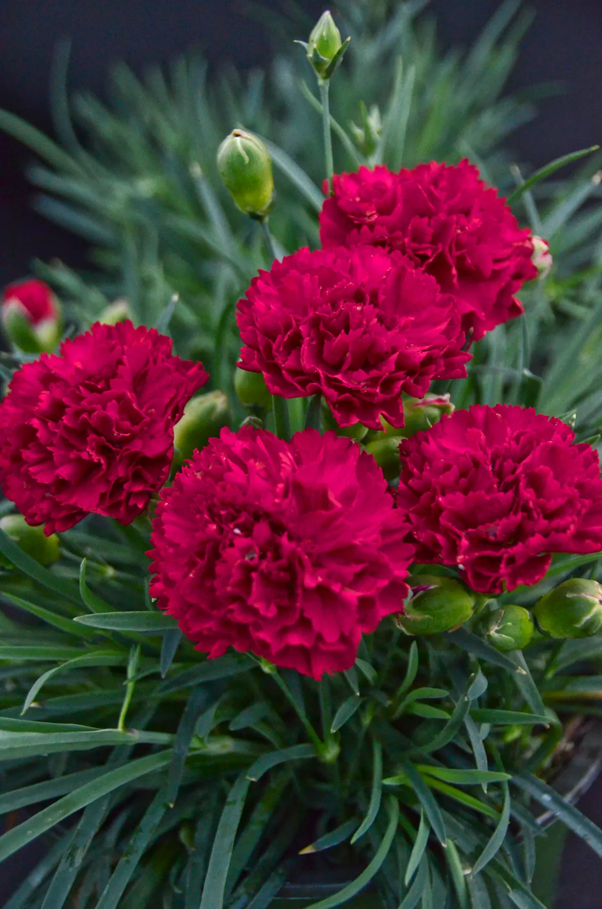 'Cranberry Cocktail' Pinks (Dianthus hybrid) — Proven Winners - Fruit Punch® 'Cranberry Cocktail' - Pinks - Dianthus hybrid pink red magenta plant details