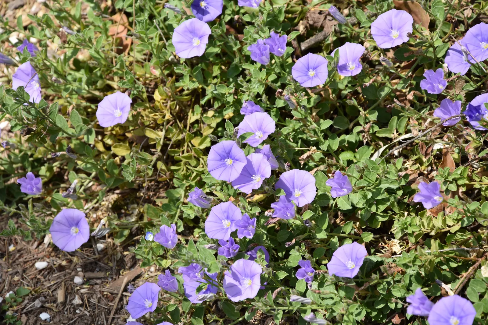 Ground Morning Glory (Convolvulus Sabatius) — Each flower is approximately 1 inch in diameter; is a perennial trailing vine cherished for its cascading habit