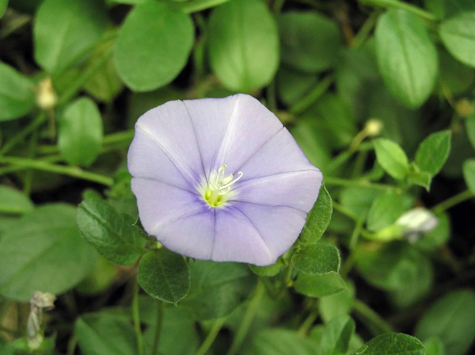 Ground Morning Glory (Convolvulus Sabatius) — It is often recommended for its versatility - it can elegantly spill over retaining walls; it is drought-tolerant