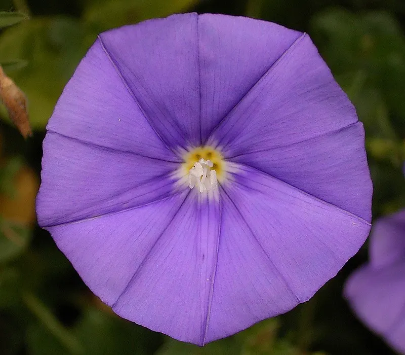 Ground Morning Glory (Convolvulus Sabatius) — In colder climates, it is often treated as an annual
