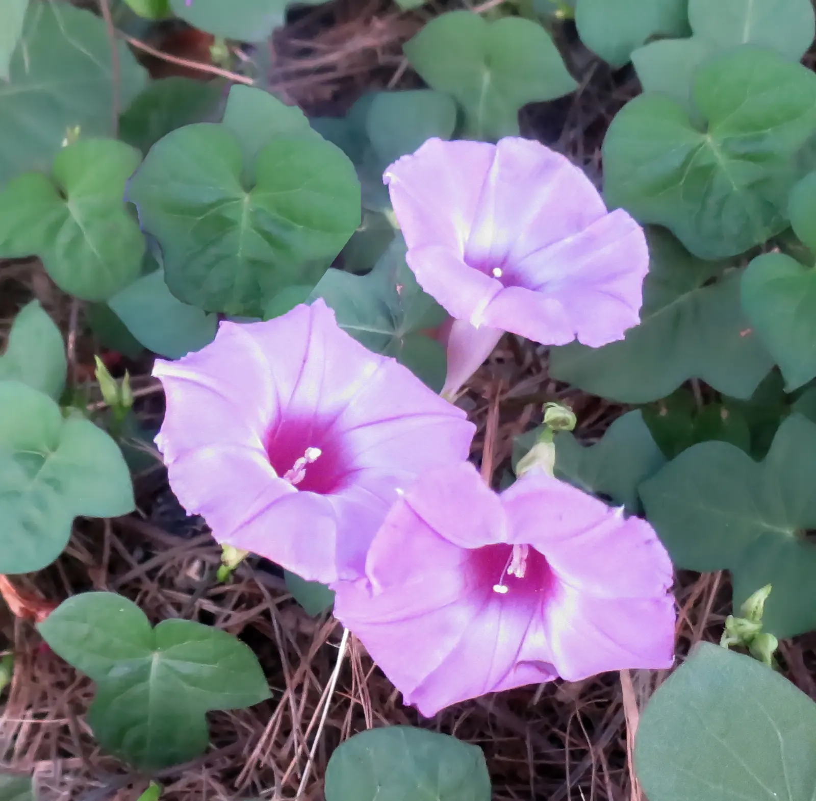 Ground Morning Glory (Convolvulus Sabatius) — Originating from the Mediterranean basin; the Ground Morning Glory (Convolvulus sabatius)