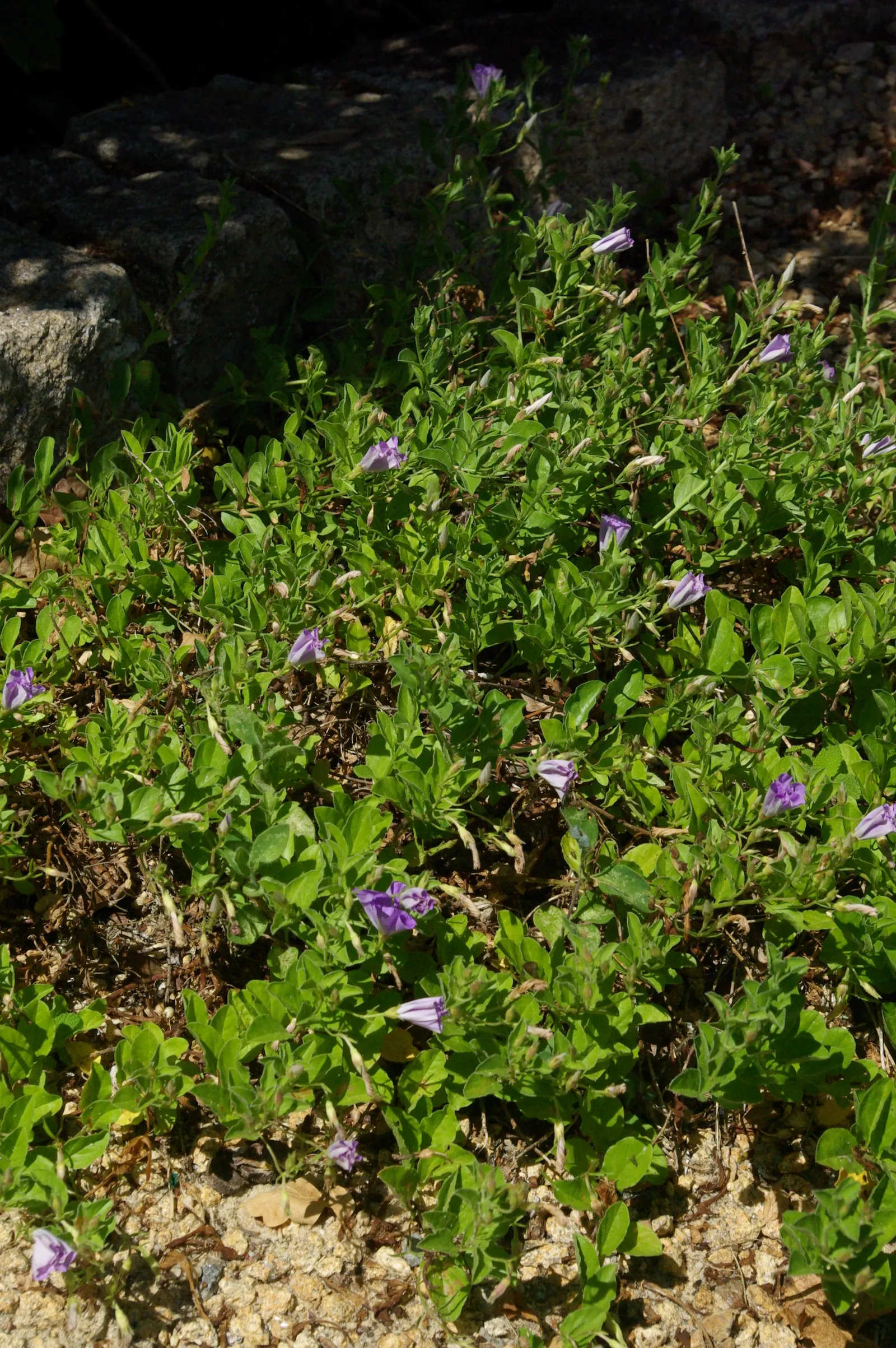 Ground Morning Glory (Convolvulus Sabatius) — it's recommended to place plants approximately 18 to 24 inches apart