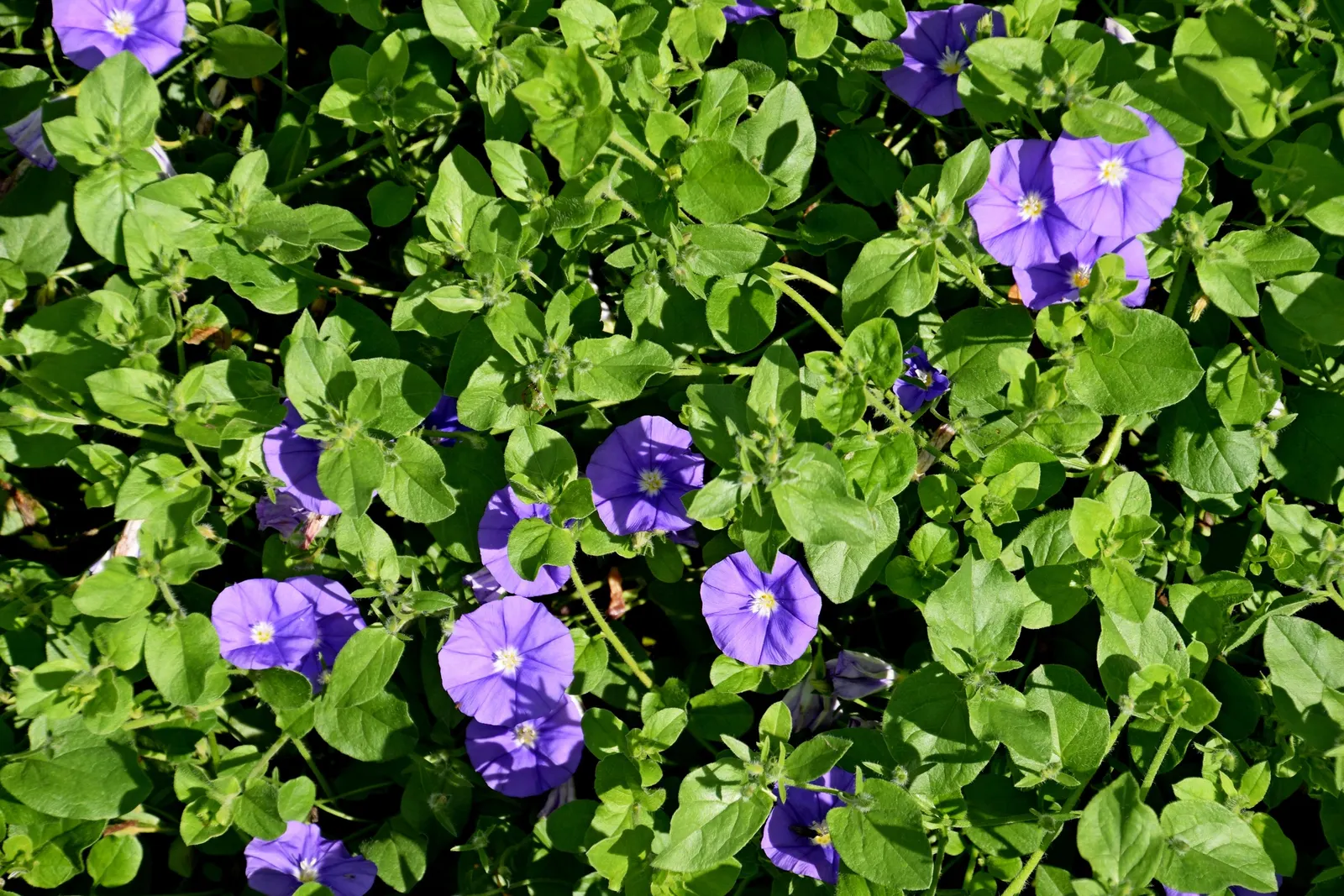 Ground Morning Glory (Convolvulus Sabatius) — is a perennial trailing vine known for its profuse; providing ground cover or spilling beauty in hanging baskets