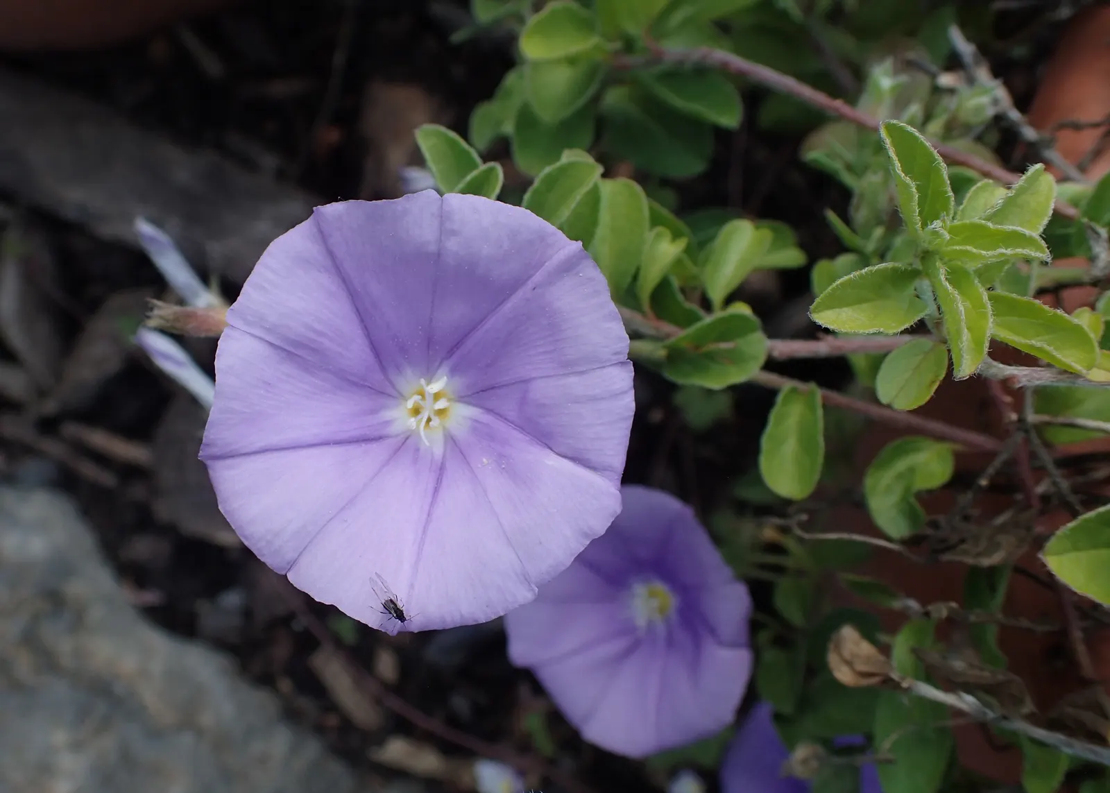 Ground Morning Glory (Convolvulus Sabatius) — showcasing a deep blue to purple hue with a white center