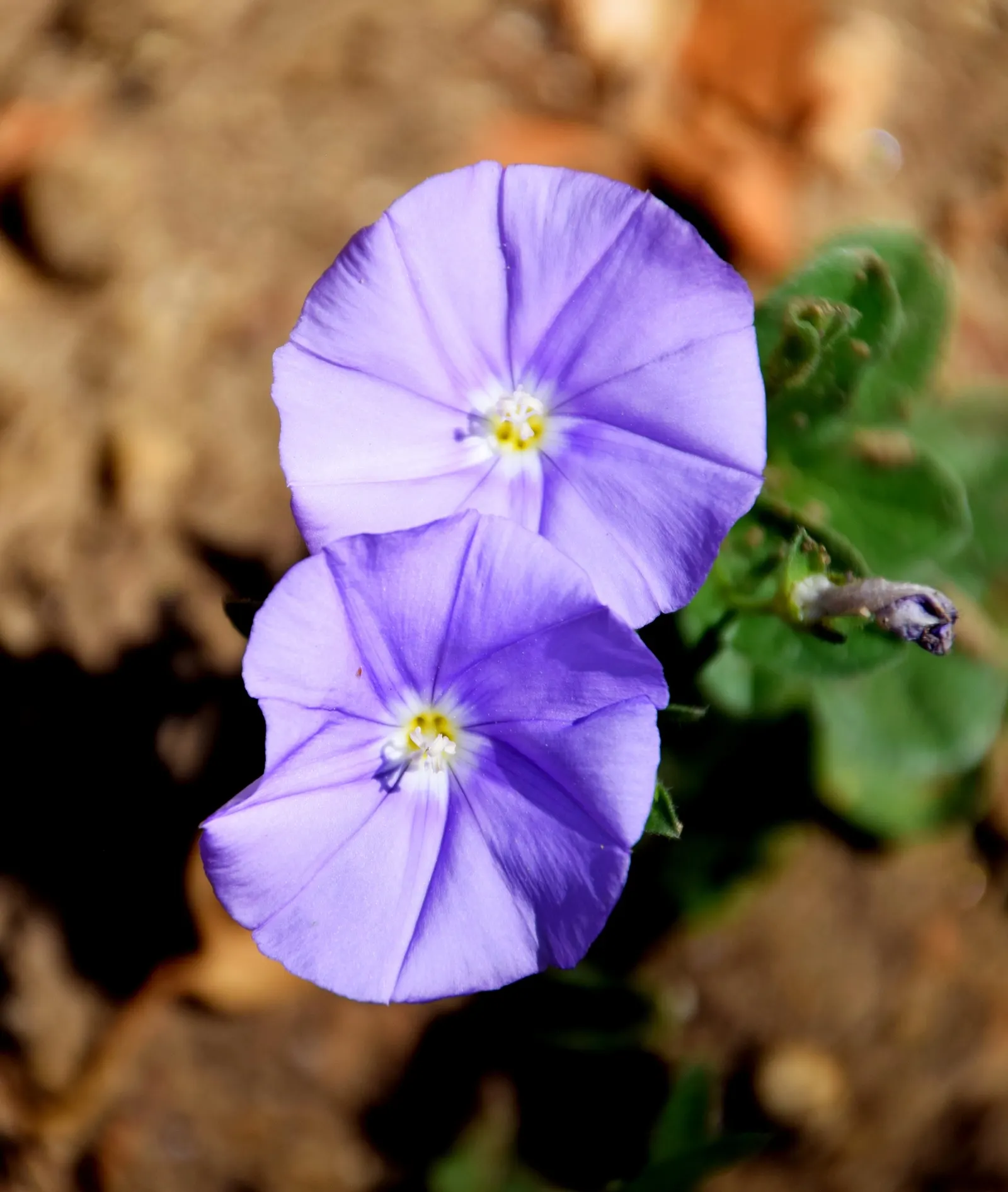 Ground Morning Glory (Convolvulus Sabatius) — ground cover / perennial with blue and lavender blooms