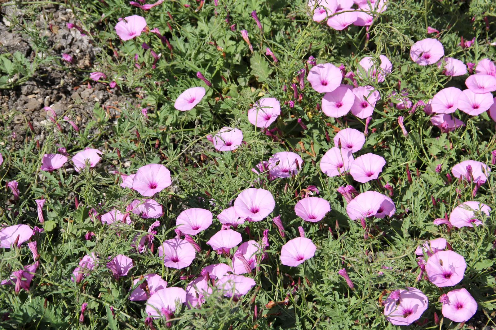 Ground Morning Glory (Convolvulus Sabatius) — creating a delicate backdrop for the blossoms