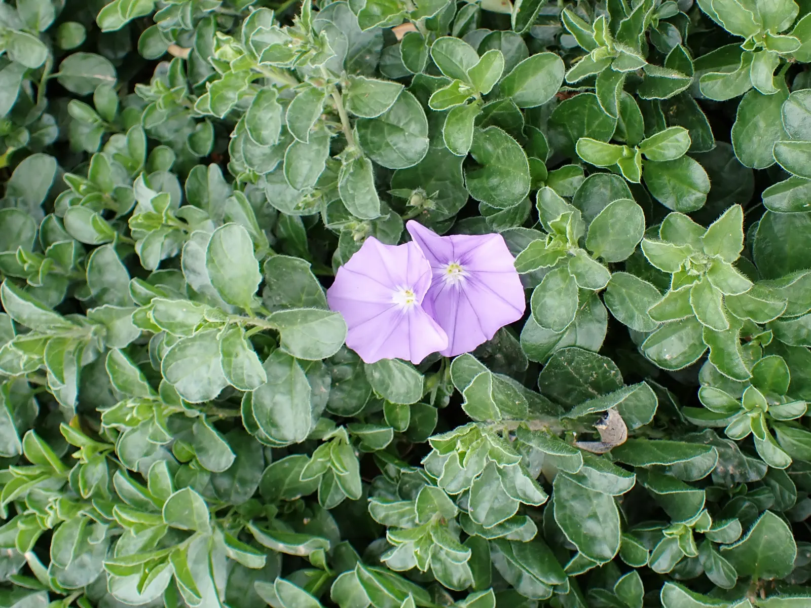 Ground Morning Glory (Convolvulus Sabatius) — It is drought-tolerant once established