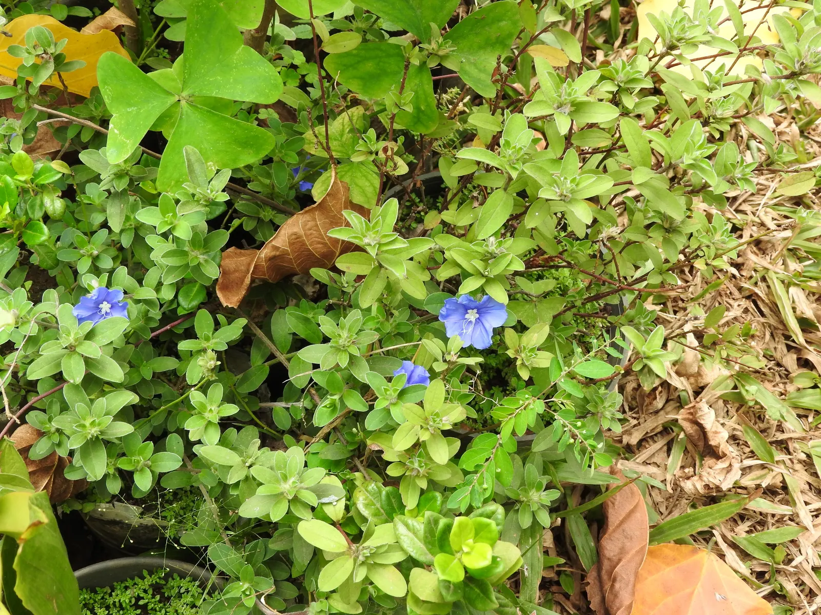 Ground Morning Glory (Convolvulus Sabatius) — the Ground Morning Glory puts forth a profusion of trumpet-shaped blooms; is a perennial trailing vine known for