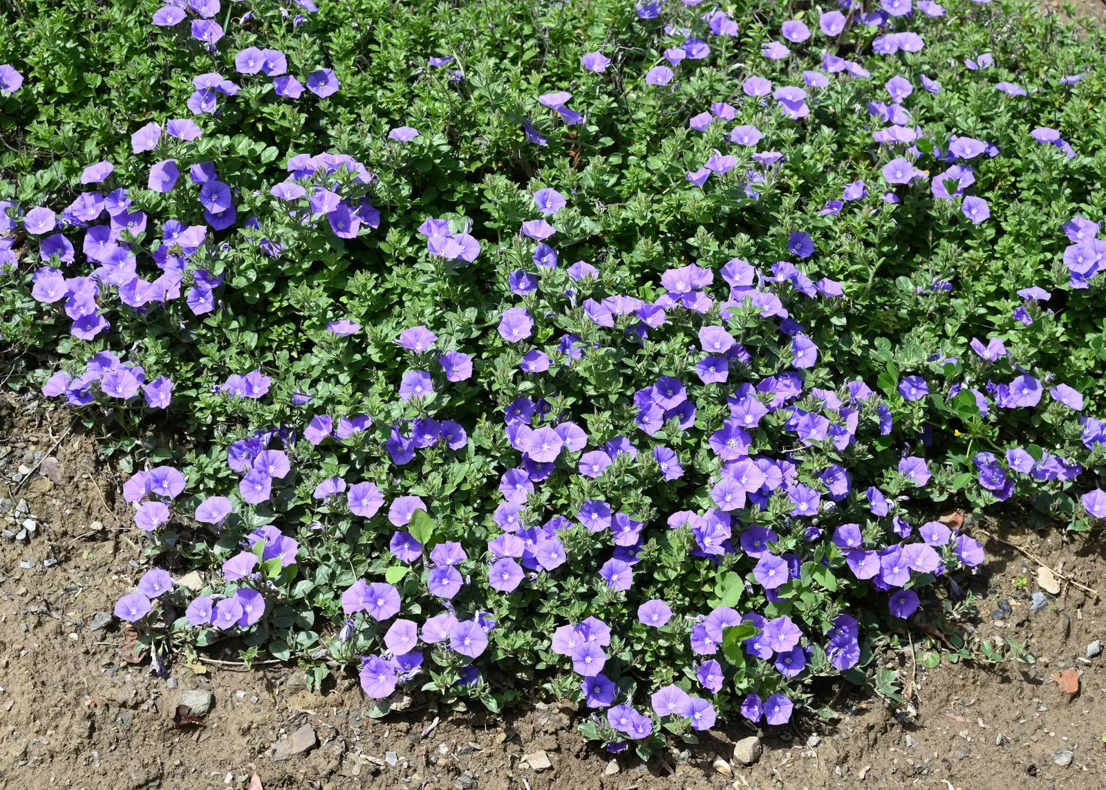 Ground Morning Glory (Convolvulus Sabatius) — It is often recommended for its versatility - it can elegantly spill over retaining walls