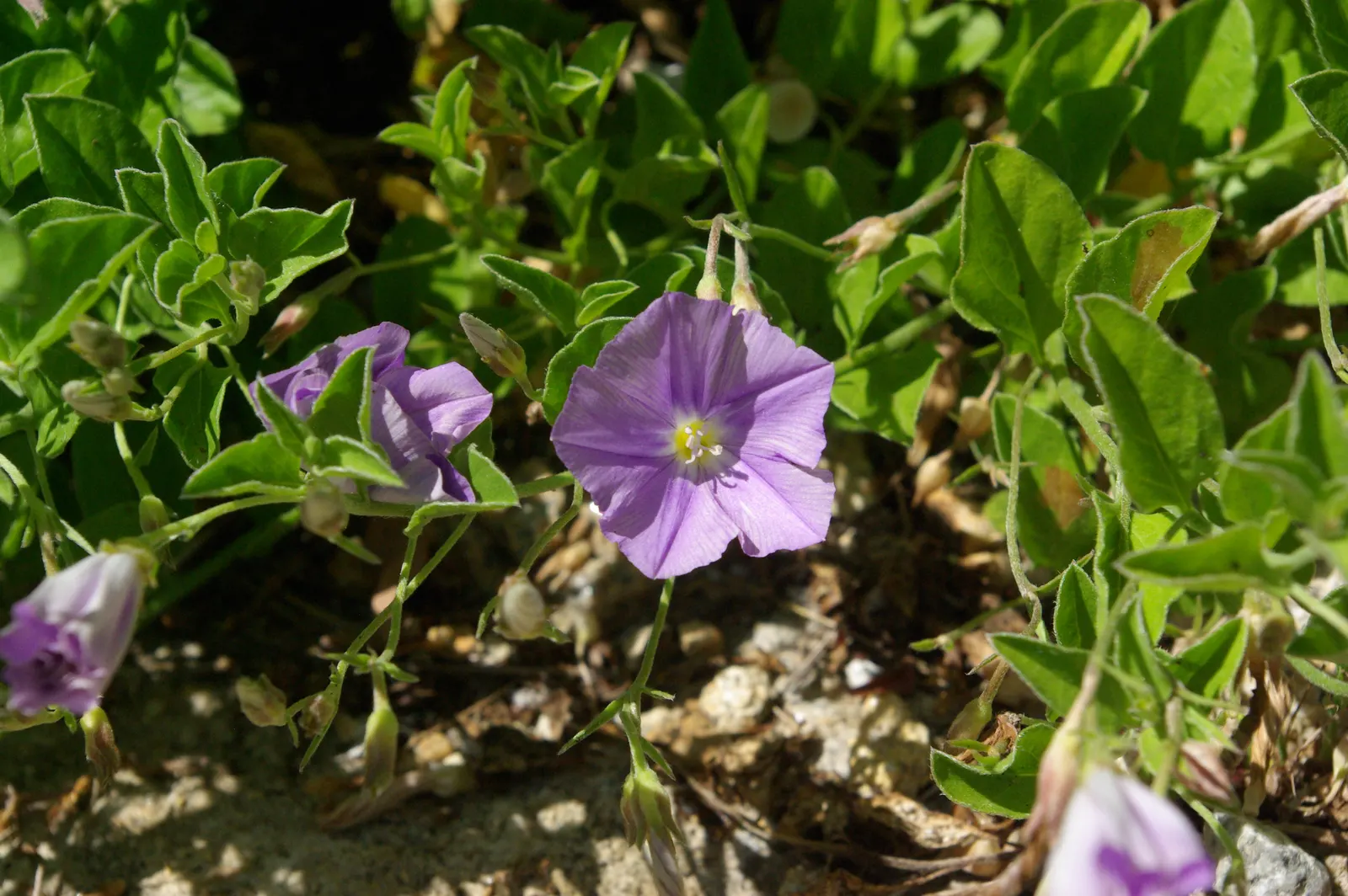 Ground Morning Glory (Convolvulus Sabatius) — allowing them space to flourish fully
