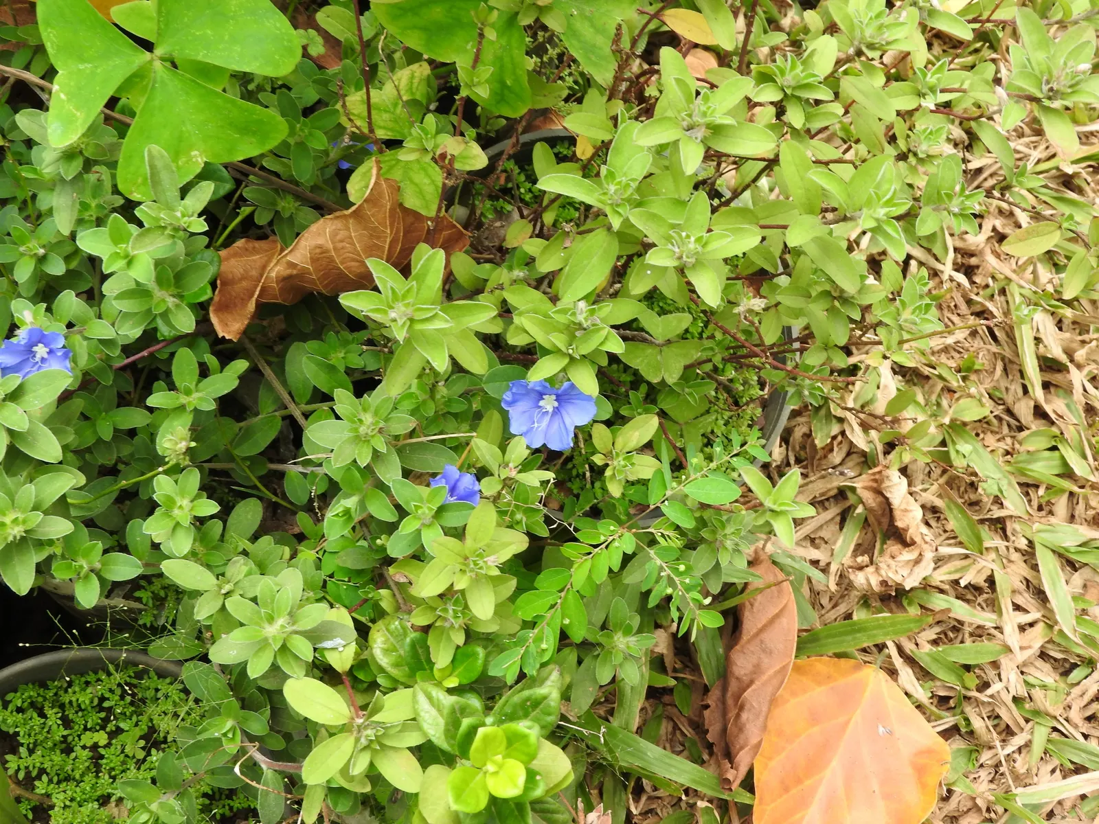 Ground Morning Glory (Convolvulus Sabatius) — creating a delicate backdrop for the blossoms; also known as the Blue Rock Bindweed or Trailing Bindweed