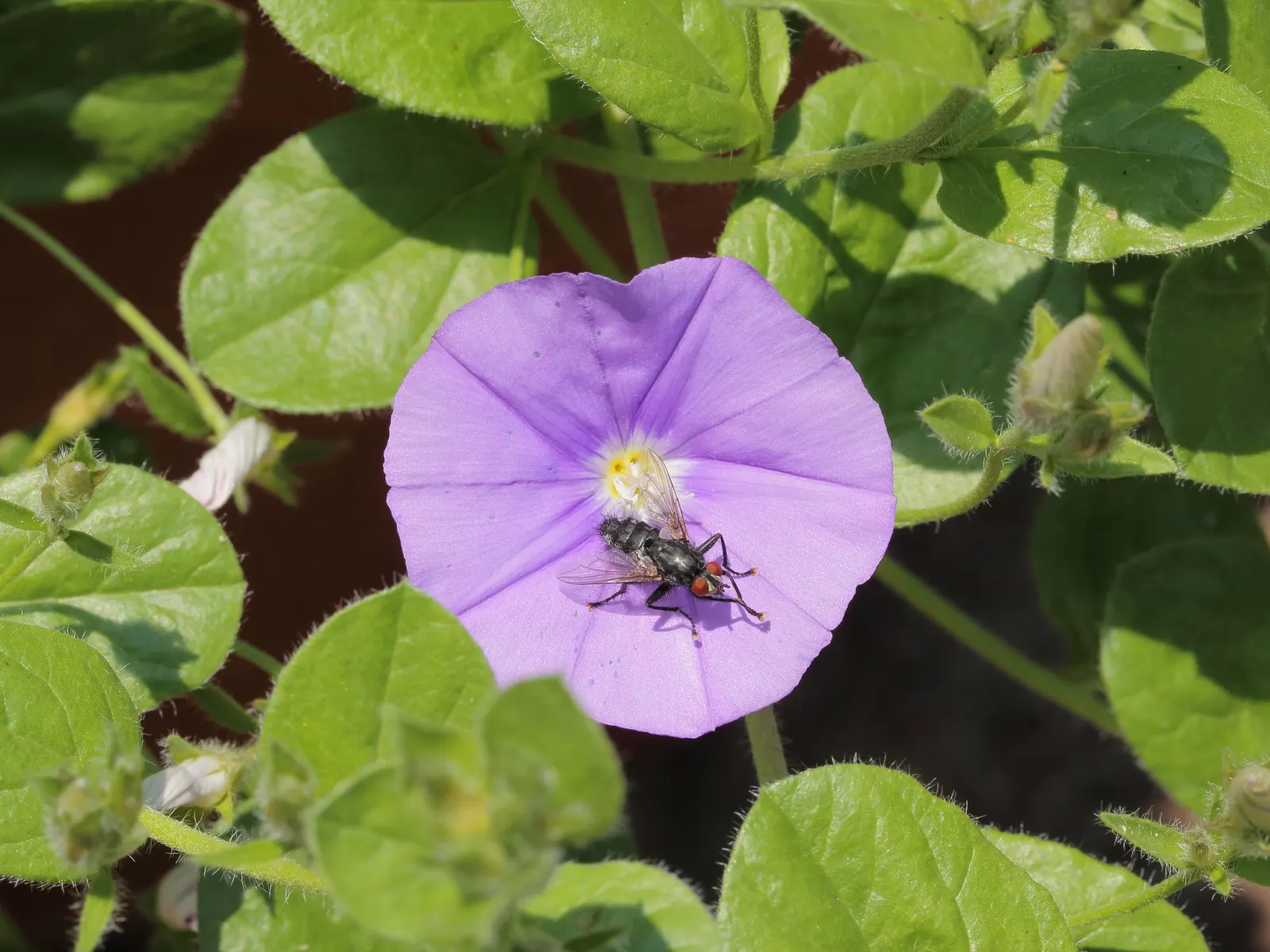 Ground Morning Glory (Convolvulus Sabatius) — is a perennial trailing vine cherished for its cascading habit and vibrant floral display