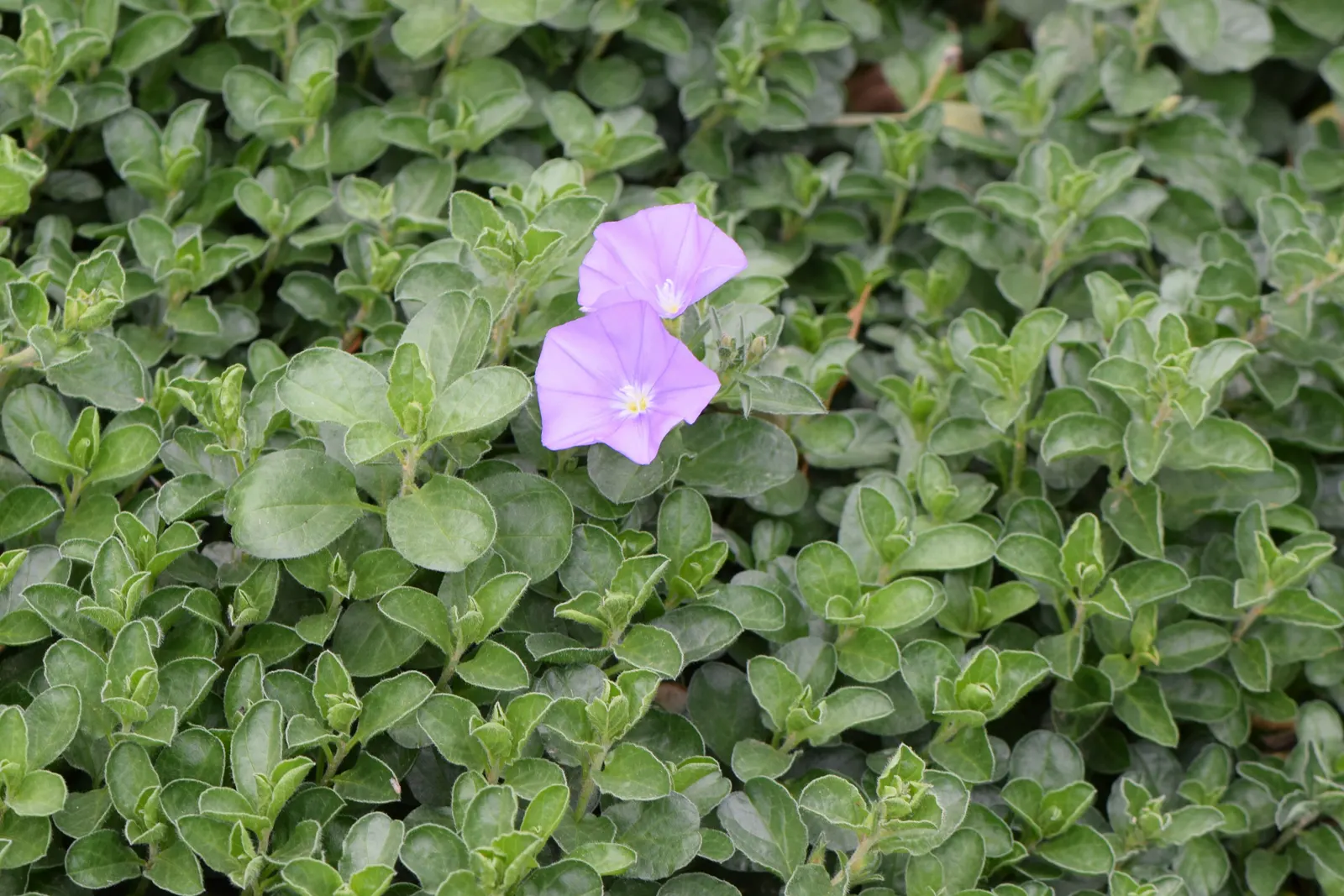 Ground Morning Glory (Convolvulus Sabatius) — Each flower is approximately 1 inch in diameter