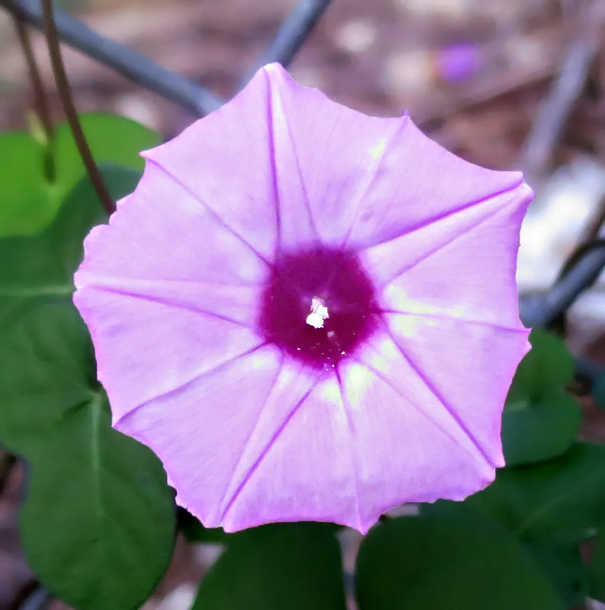 Ground Morning Glory (Convolvulus Sabatius) — this low-growing plant typically extends up to 2 feet in width with a spread of about 3 to 5 feet; creating a