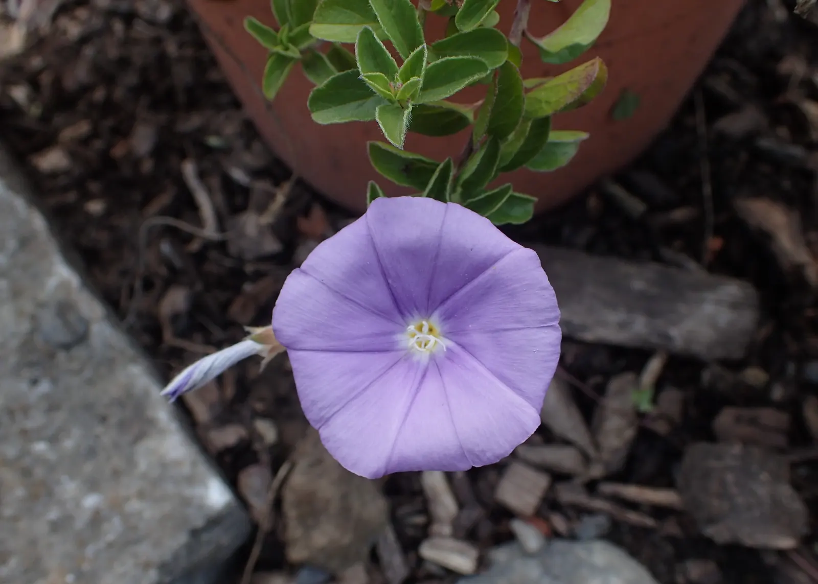 Ground Morning Glory (Convolvulus Sabatius) — yet water-wise addition to their landscape
