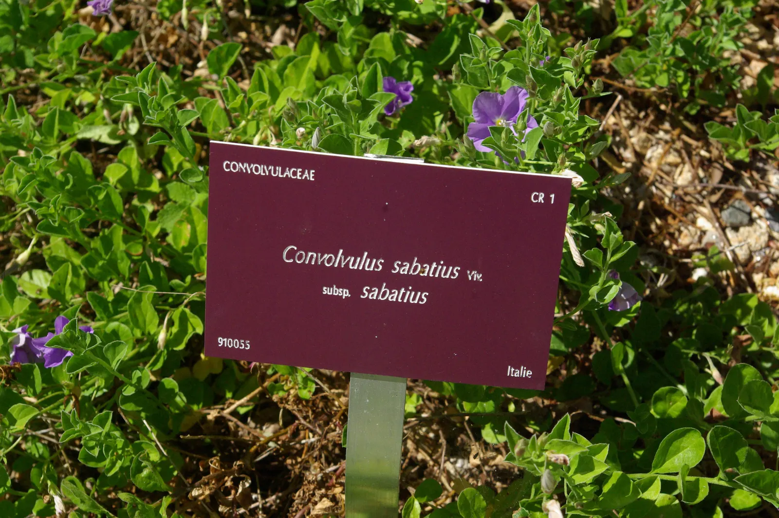 Ground Morning Glory (Convolvulus Sabatius) — blue and lavender flowers in the garden