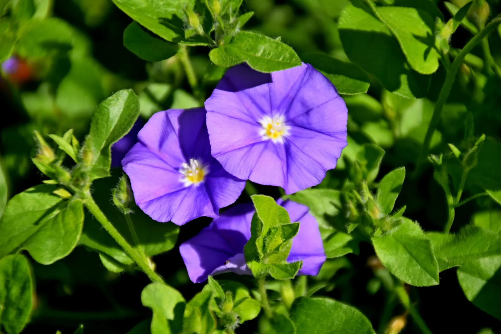 Ground Morning Glory (Convolvulus Sabatius) — ground cover / perennial for full or half