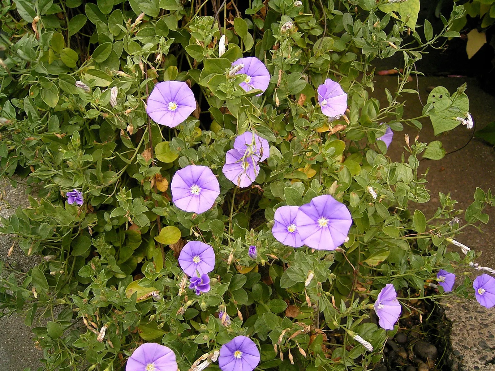 Ground Morning Glory (Convolvulus Sabatius) — Originating from the Mediterranean basin