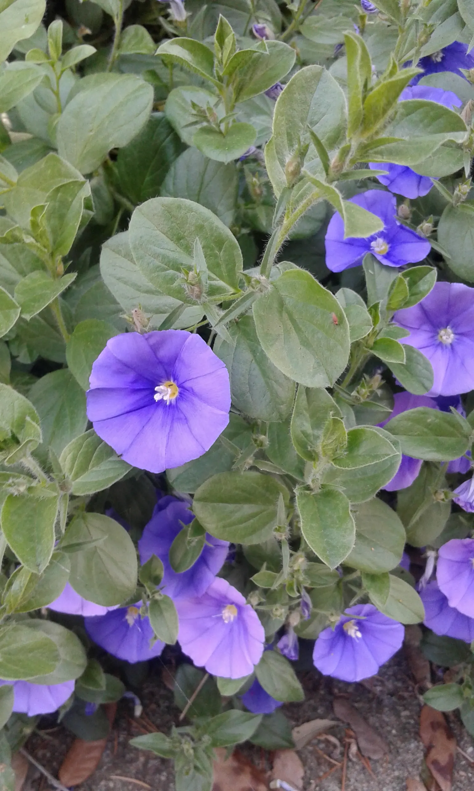 Ground Morning Glory (Convolvulus Sabatius) — the Ground Morning Glory puts forth a profusion of trumpet-shaped blooms