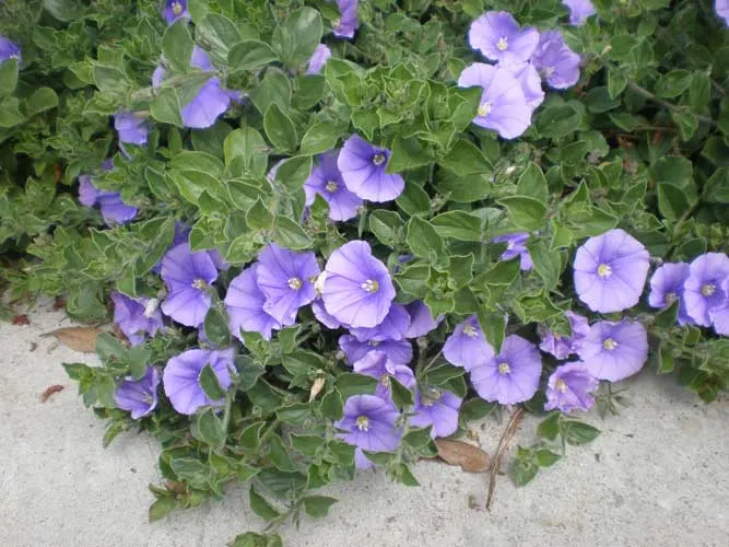 Ground Morning Glory (Convolvulus Sabatius) — This hardy plant blooms from spring to fall; showcasing a deep blue to purple hue with a white center