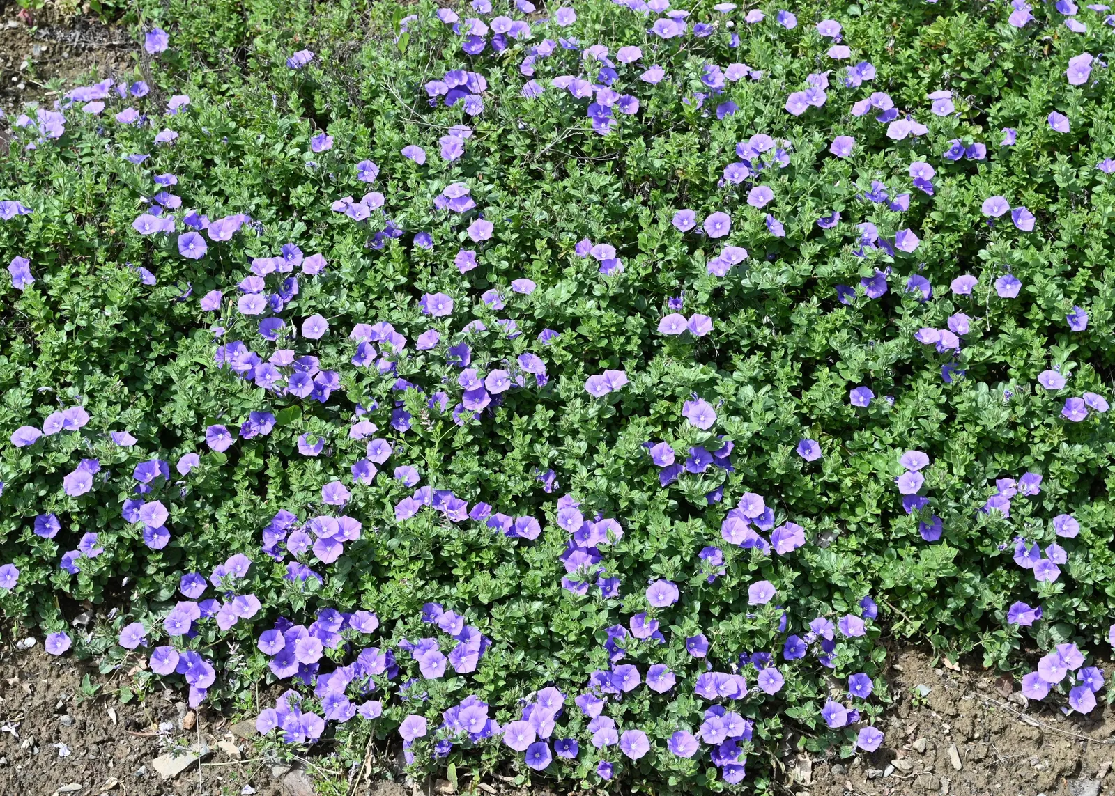 Ground Morning Glory (Convolvulus Sabatius) — this low-growing plant typically extends up to 2 feet in width with a spread of about 3 to 5 feet