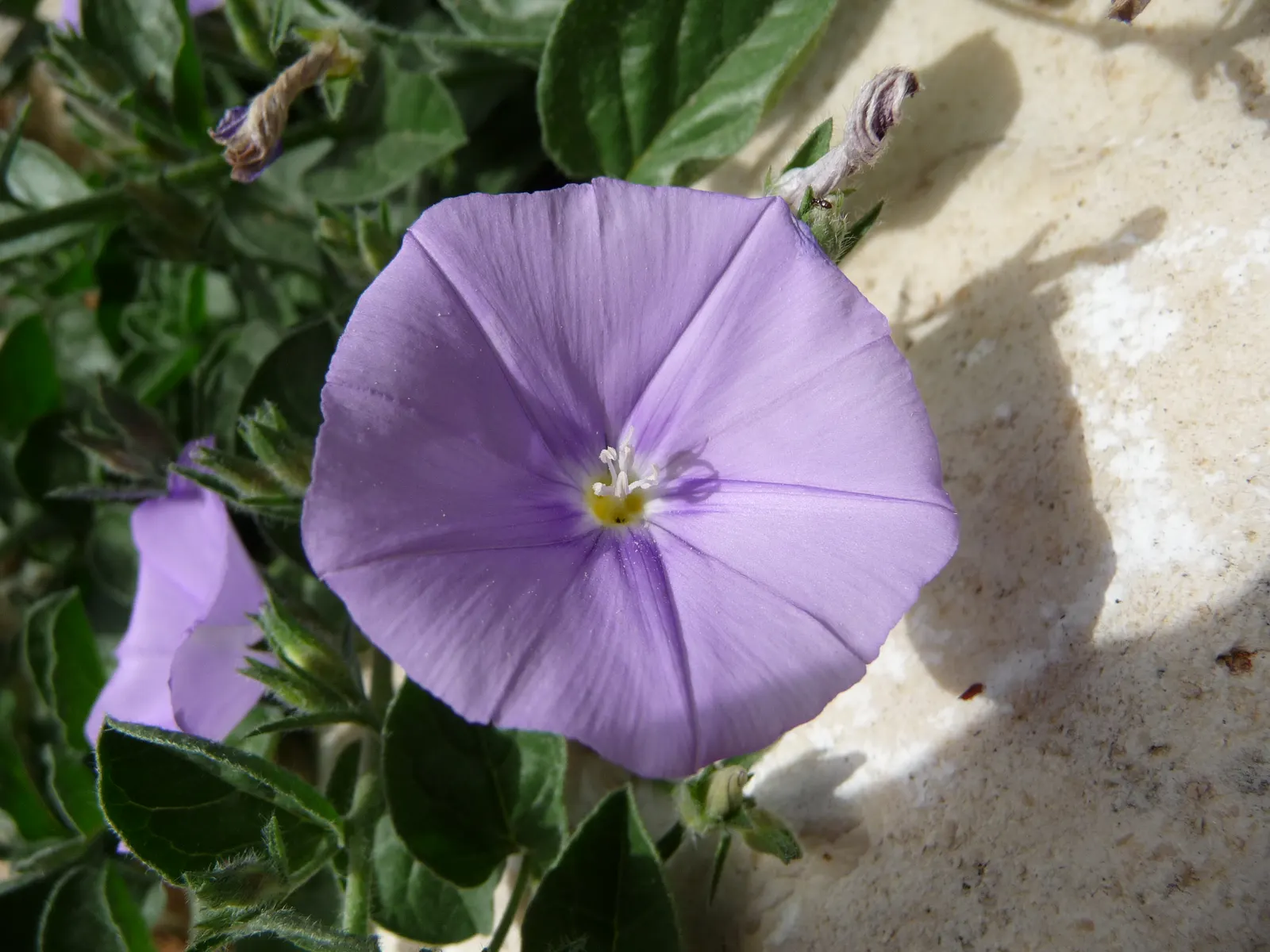 Ground Morning Glory (Convolvulus Sabatius) — During the flowering season, image 41