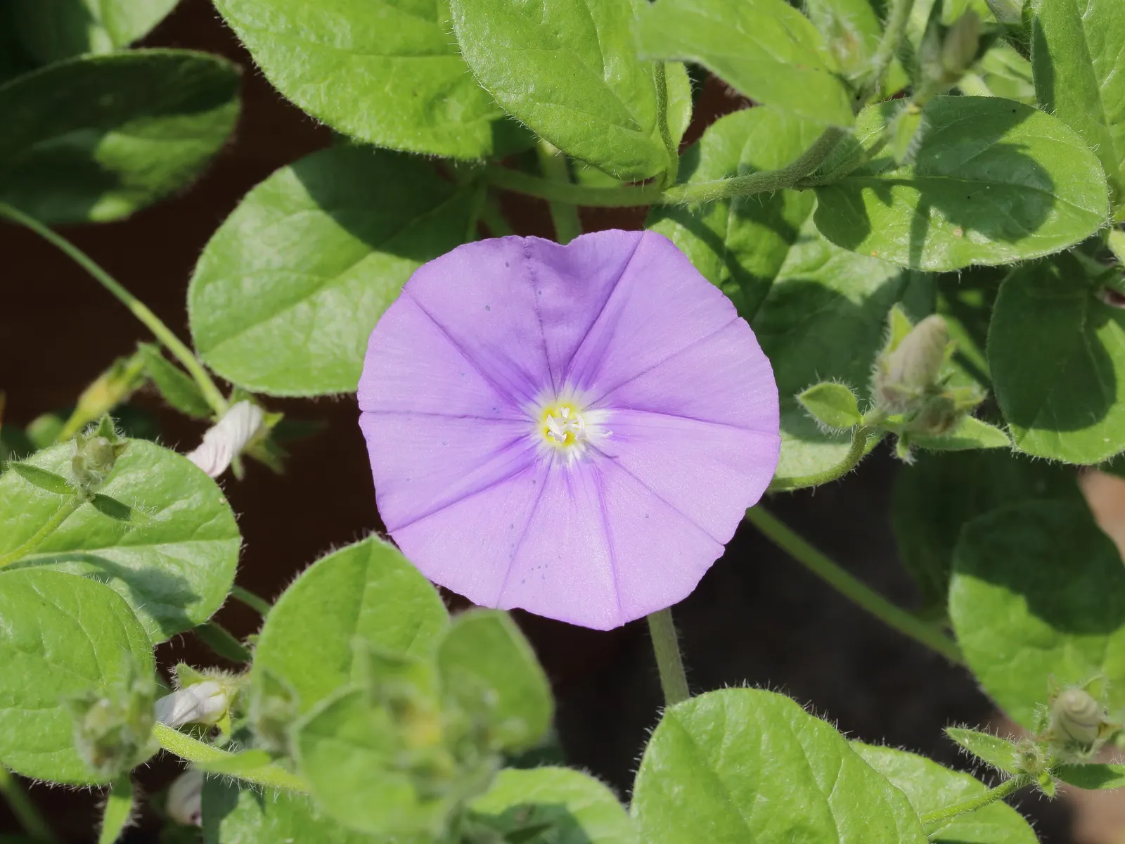 Ground Morning Glory (Convolvulus Sabatius) — also known as the Blue Rock Bindweed or Trailing Bindweed