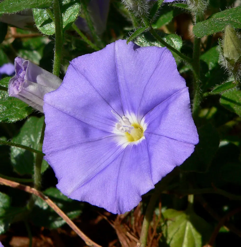 Ground Morning Glory (Convolvulus Sabatius) — The Ground Morning Glory (Convolvulus sabatius); gracefully weave through a mixed border