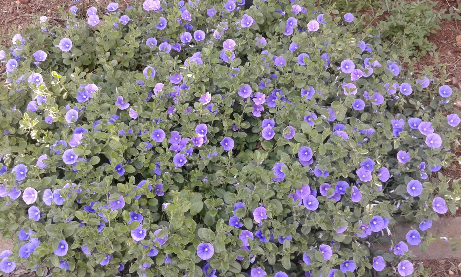 Ground Morning Glory (Convolvulus Sabatius) — During the flowering season