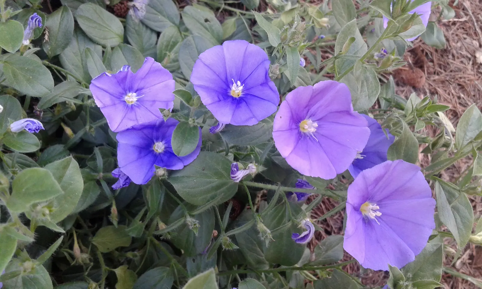 Ground Morning Glory (Convolvulus Sabatius) — which spans from early spring through the fall