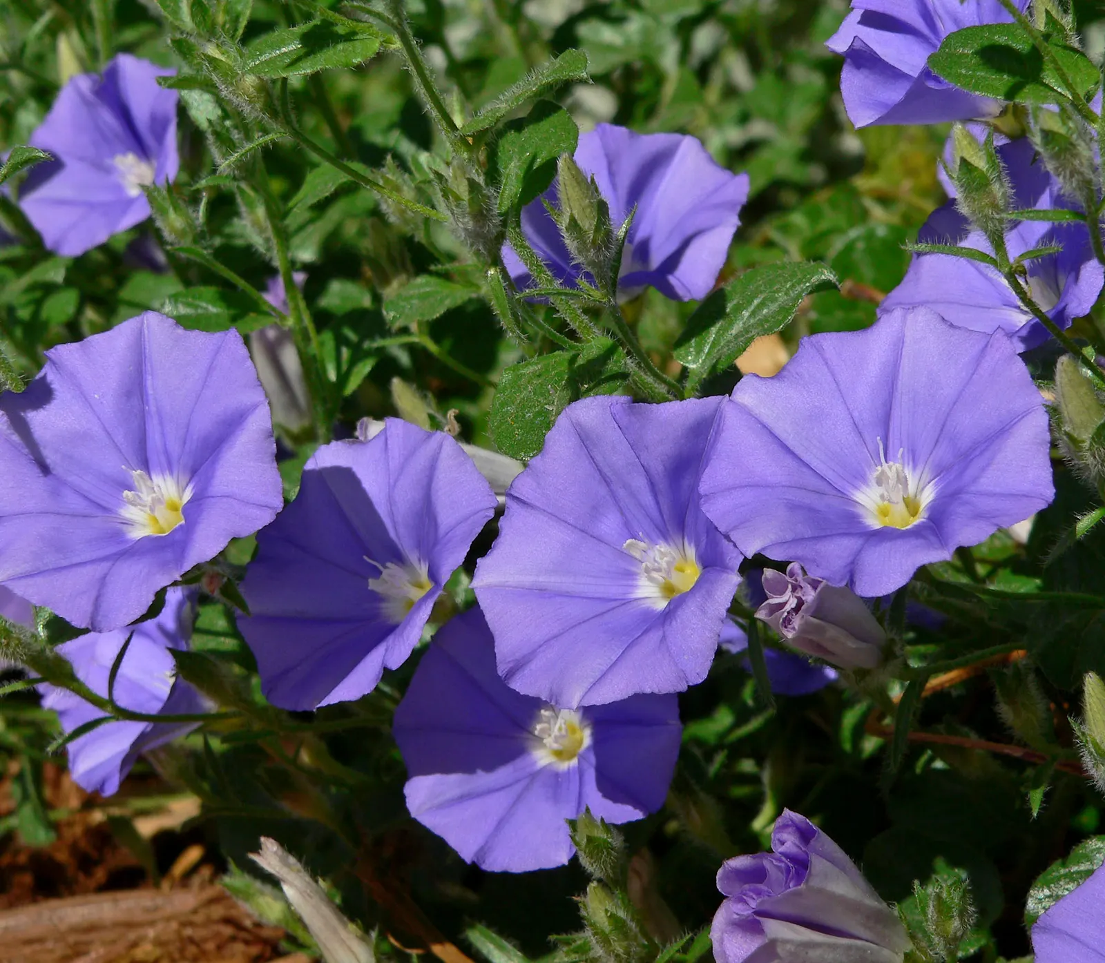 Ground Morning Glory (Convolvulus Sabatius) — and is a favorite for adding a splash of color in Mediterranean-inspired landscapes, image 32