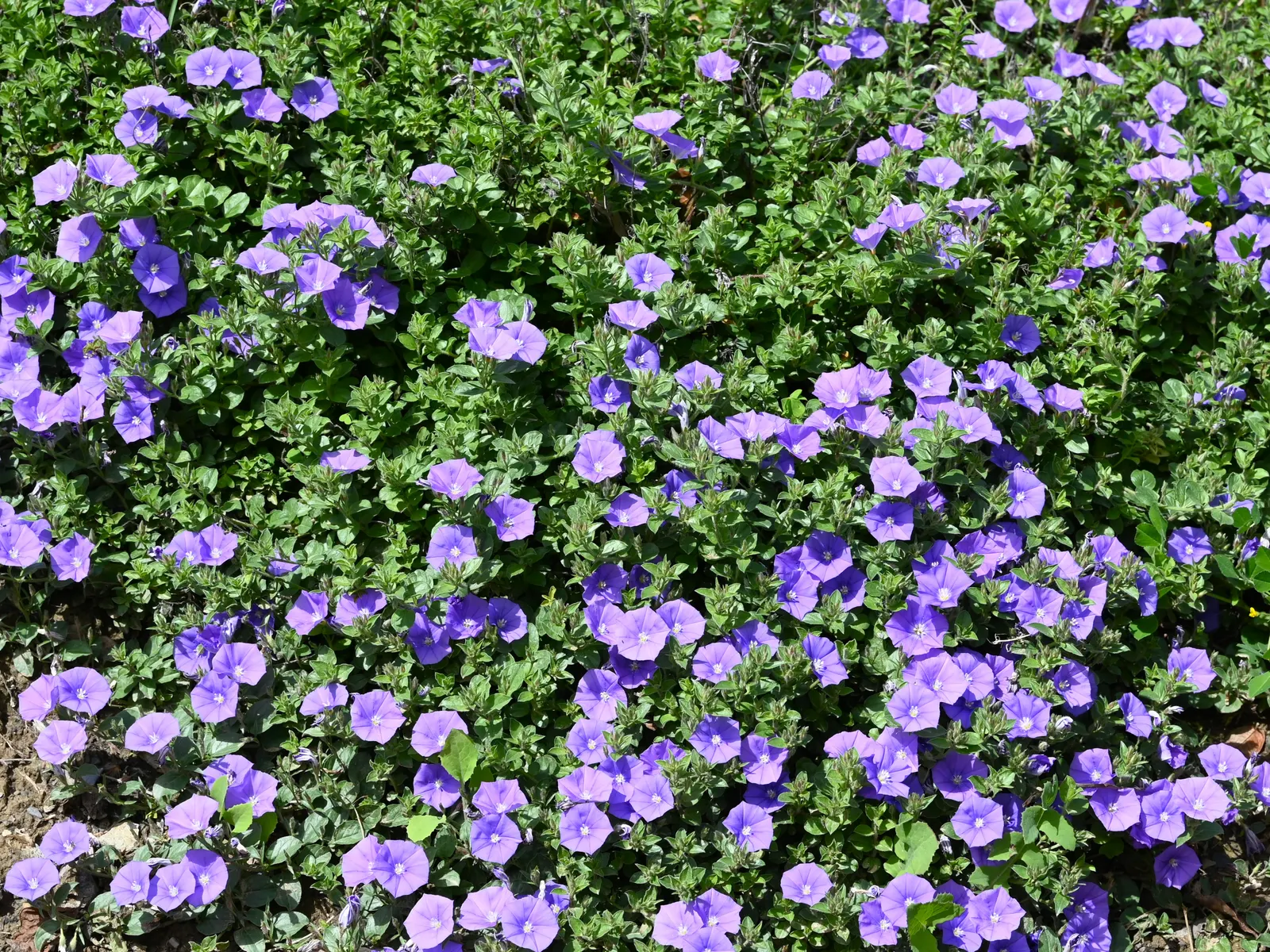 Ground Morning Glory (Convolvulus Sabatius) — gracefully weave through a mixed border