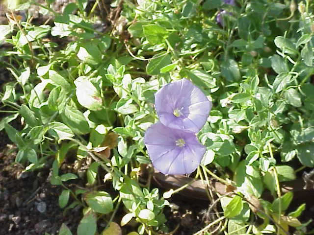 Ground Morning Glory (Convolvulus Sabatius) — providing ground cover or spilling beauty in hanging baskets; blue and lavender flowers in the garden