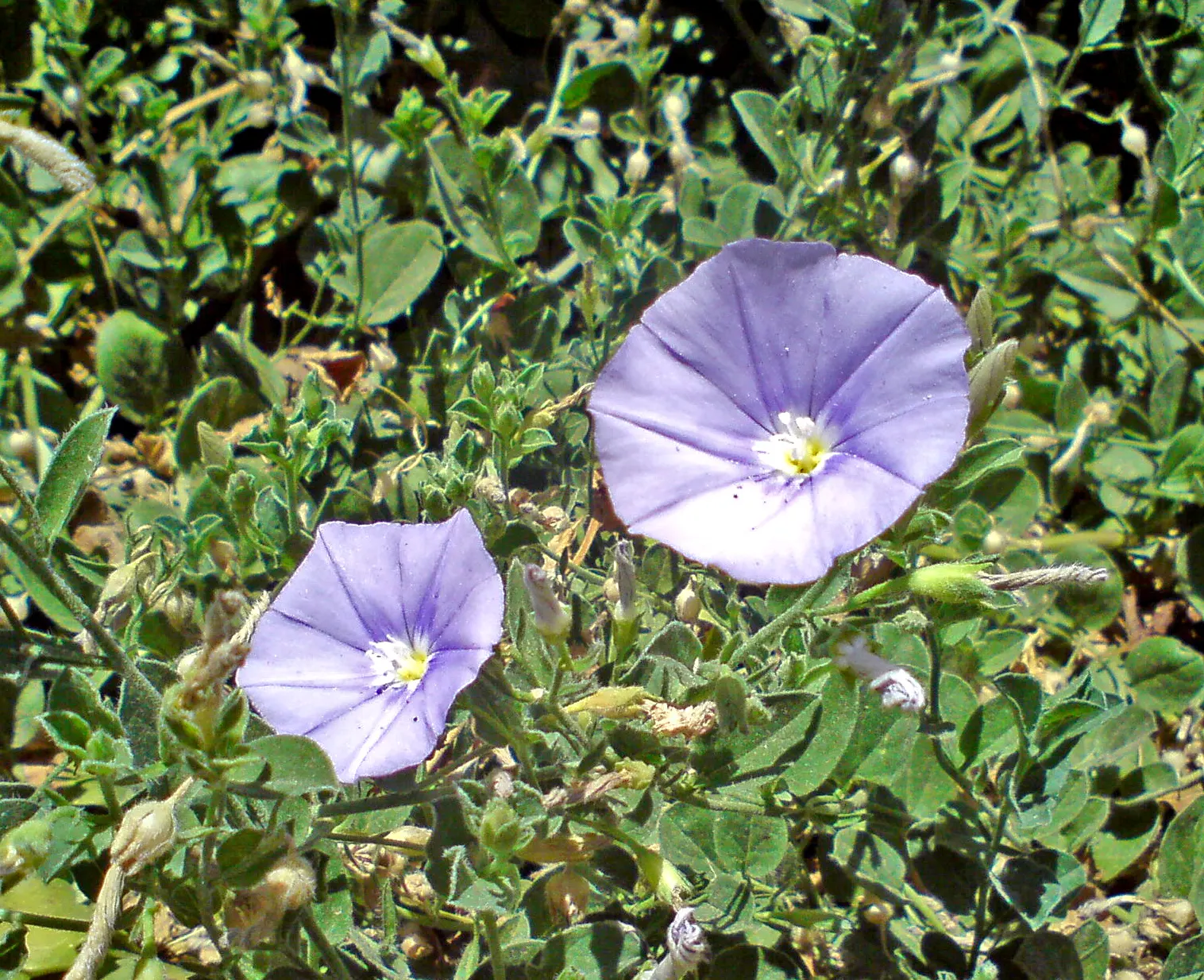 Ground Morning Glory (Convolvulus Sabatius) — gracefully weave through a mixed border; ground cover / perennial for full or half