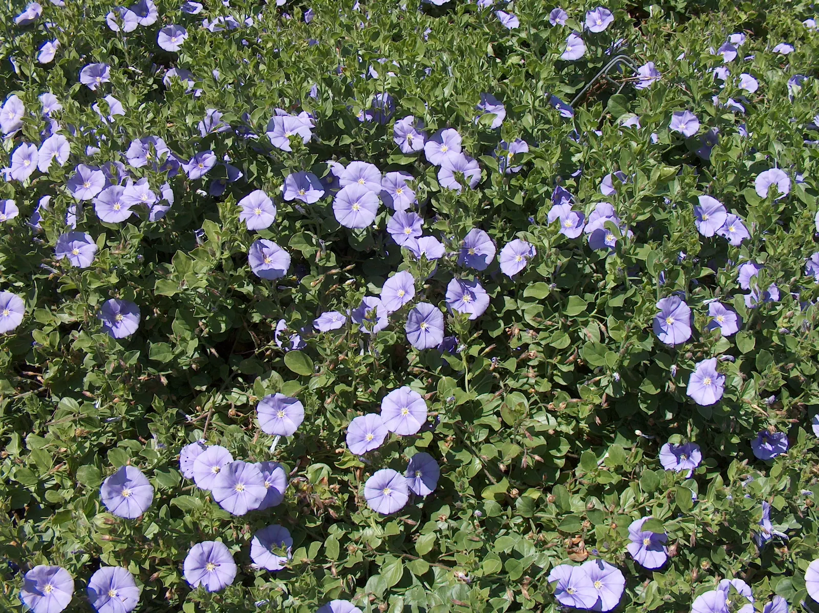 Ground Morning Glory (Convolvulus Sabatius) — also known as the Blue Rock Bindweed or Trailing Bindweed; in colder climates, it is often treated as an annual